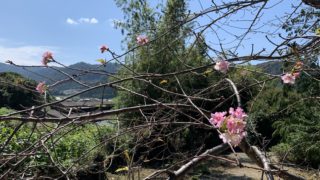 え～～～桜咲く