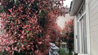 2週間ぶりのアップです。