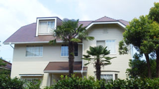 シロアリと黒アリ